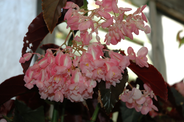B. ‘Sally Anne’